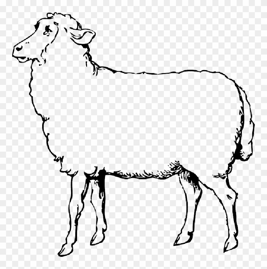 880x887 Animals, Black, Food, Outline, Drawing, Sketch, White - Outline Drawing Of Animals