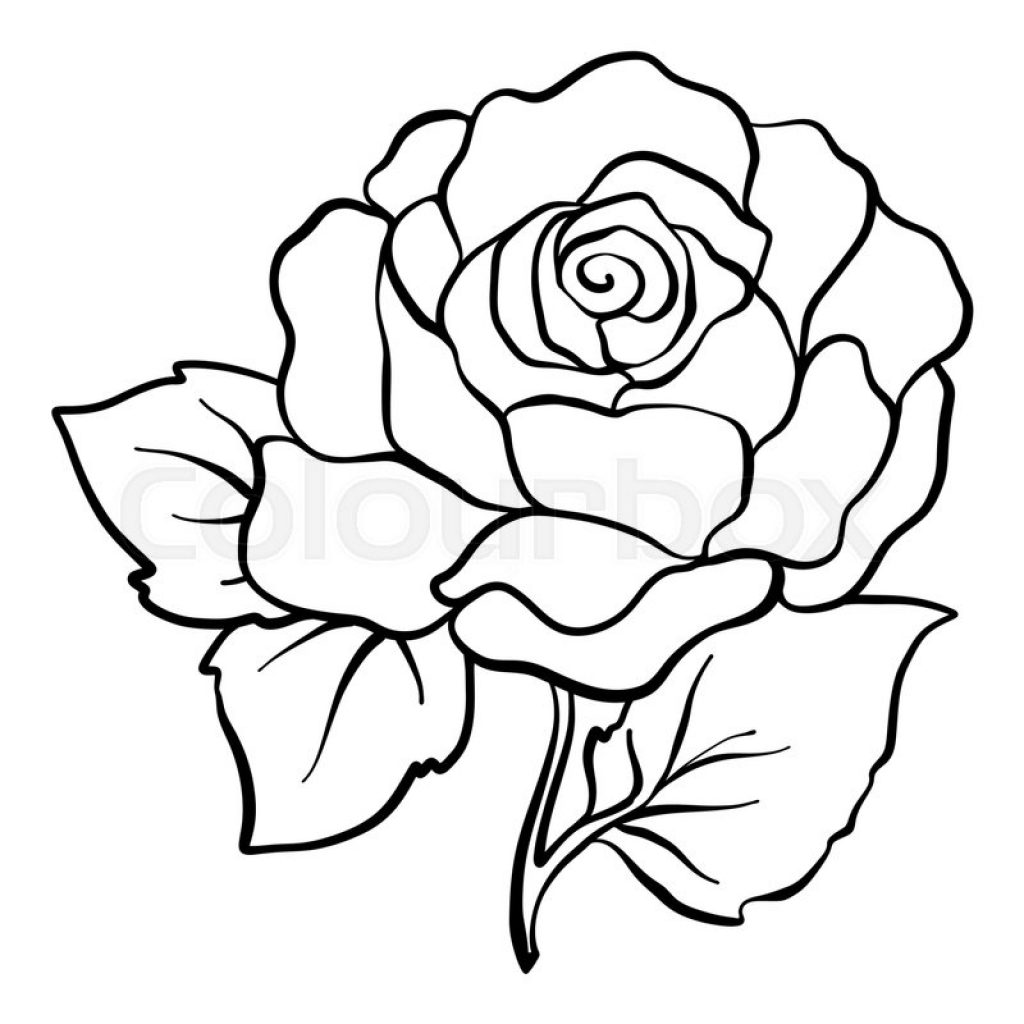 1024x1024 Rose Outline Drawing Animal Clipart House Clipart Online Download - Outline Drawing Online