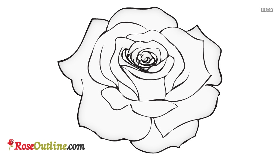 934x534 Rose Outline Drawing Easy Rose Drawing Outline Roseoutline History - Outline Drawing Online