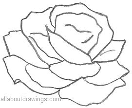 271x222 Beautiful Rose Pencil Drawings - Outline Of A Drawing