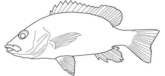 650x300 fish drawing outline fish outline clip art library clown fish - Outline Of Fish Drawing