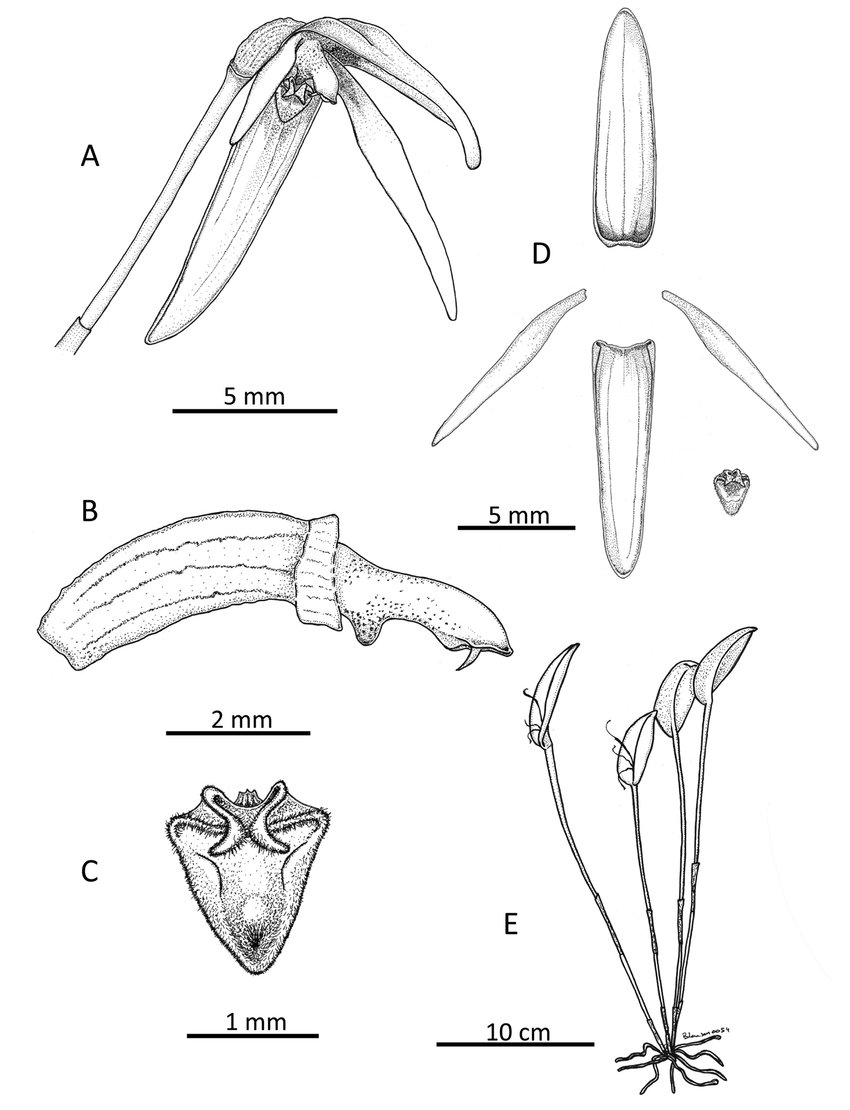 850x1110 Drawing Of Pleurothallis Manningiana A Whole Flower - Ovary Drawing