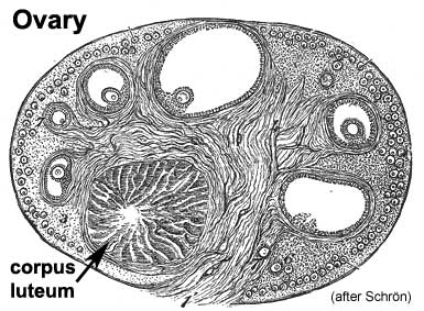 385x283 Filehistoric Ovary - Ovary Drawing