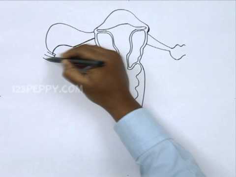 480x360 How To Draw A Ovary - Ovary Drawing