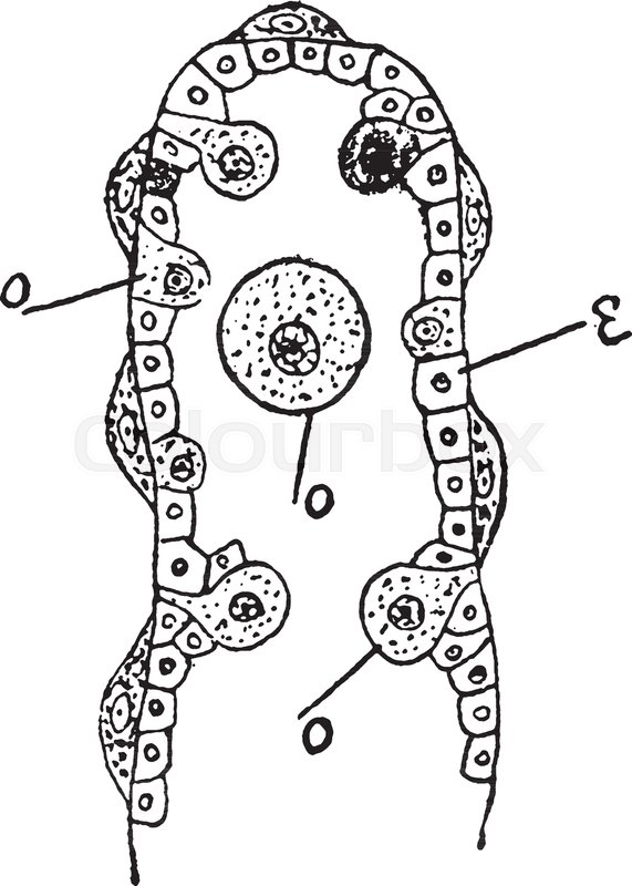 571x800 illustrations shows diagram of a portion of the ovary of sea - Ovary Drawing