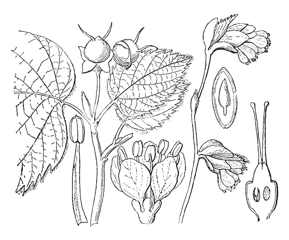 1000x829 A Diagram Showing Different Parts Of Winter Hazel Which Includes - Ovary Drawing