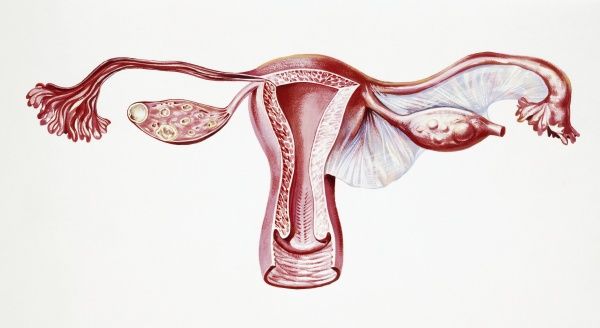 600x328 prints of uterus, ovary during an ectopic pregnancy, drawing - Ovary Drawing