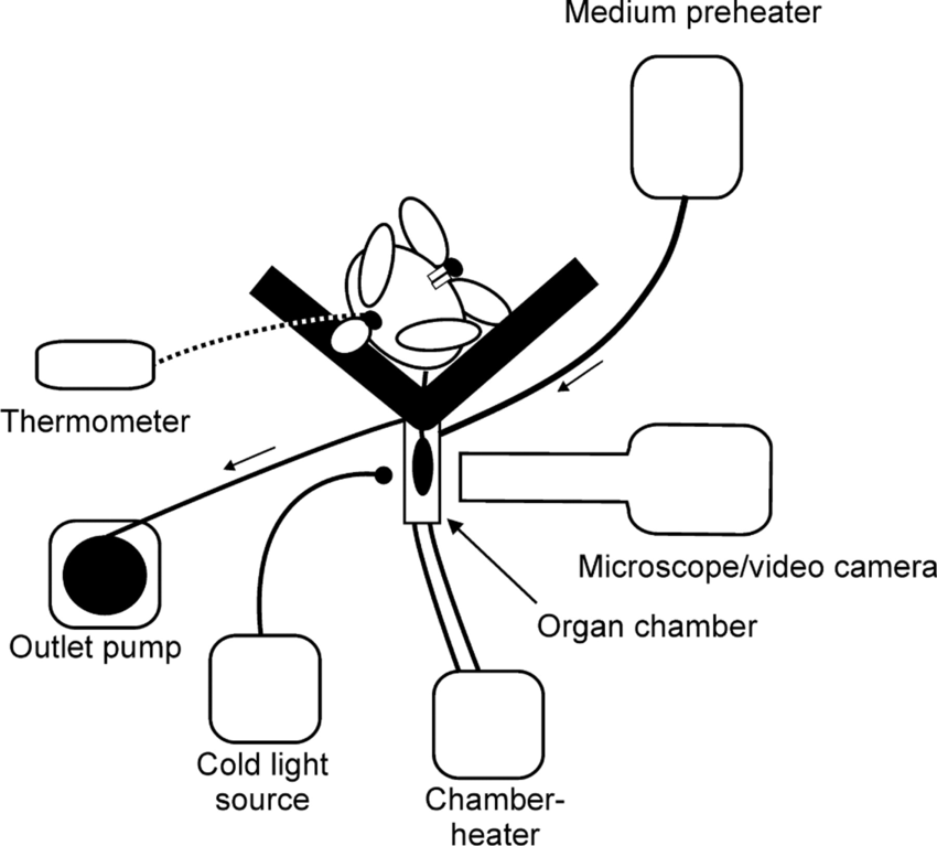 850x767 schematic drawing of the experimental equipment for intravital - Ovary Drawing