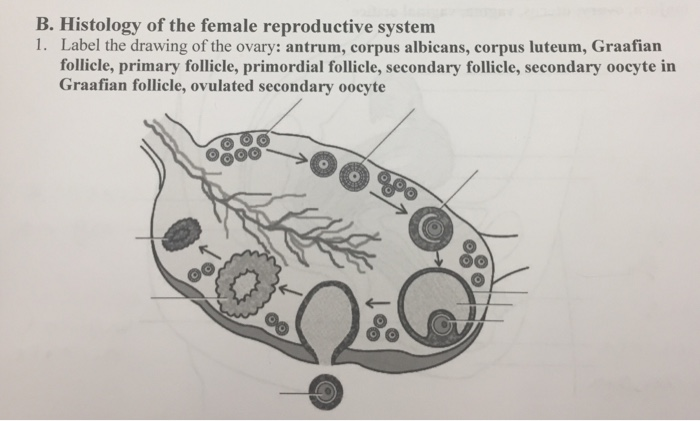 700x421 solved b histology of the female reproductive system - Ovary Drawing