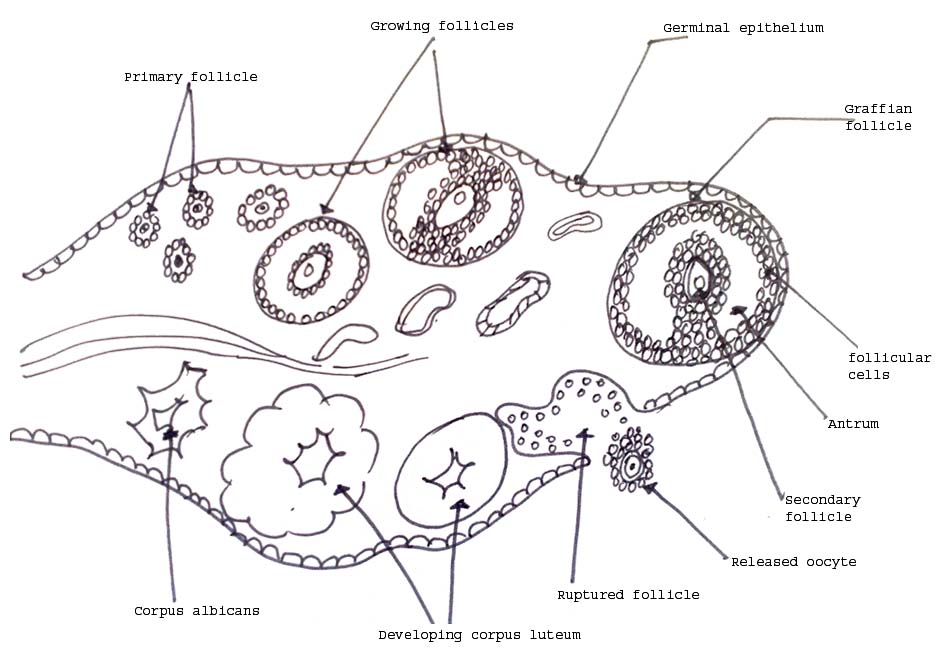 935x647 Animal Anatomy - Ovary Drawing