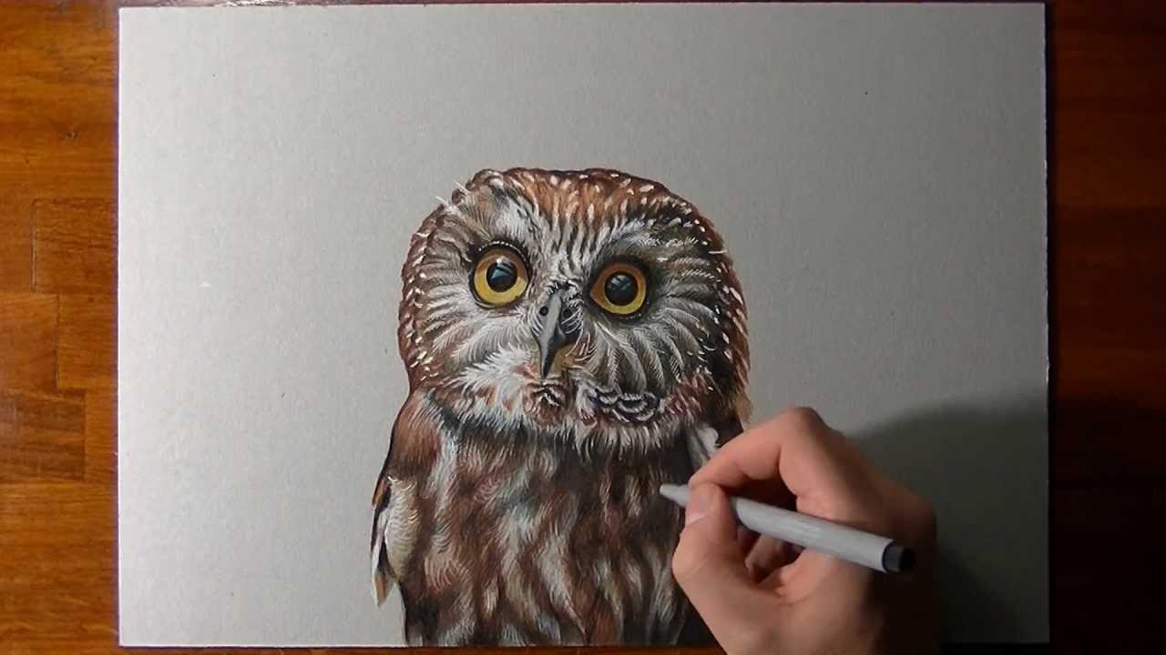 1280x720 How To Draw An Owl - Owl Color Drawing