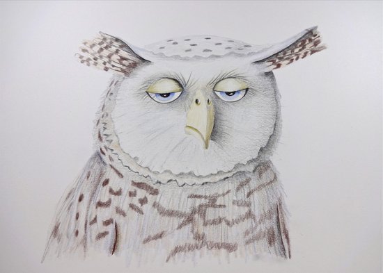 550x393 Mr Owl, Color Pencil Owl Drawing - Owl Color Drawing