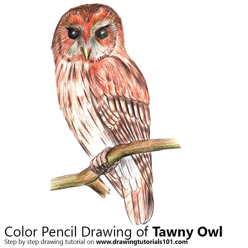 Owl Color Drawing at Explore collection of Owl