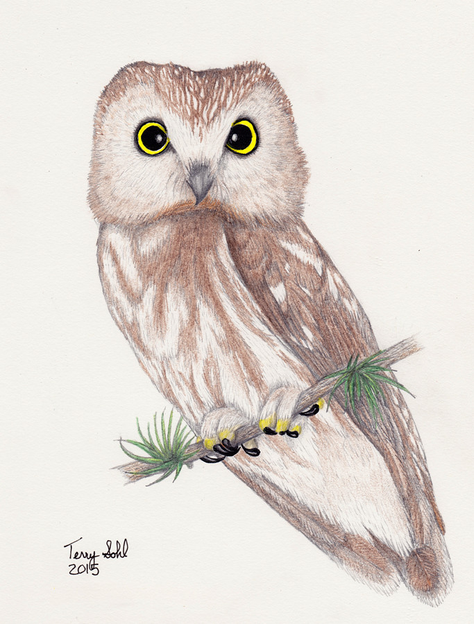 683x900 The World's Best Photos Of Colored And Owl - Owl Color Drawing