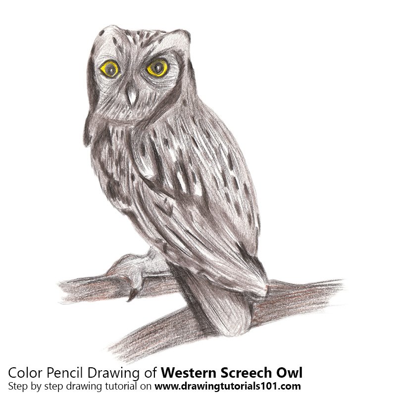 800x800 Western Screech Owl Colored Pencils - Owl Color Drawing