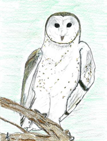 375x493 Barn Owl Graphite And Color Drawing - Owl Color Drawing