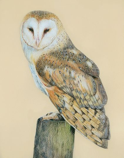 422x536 Barn Owl Coloured Pencil Drawing - Owl Color Drawing