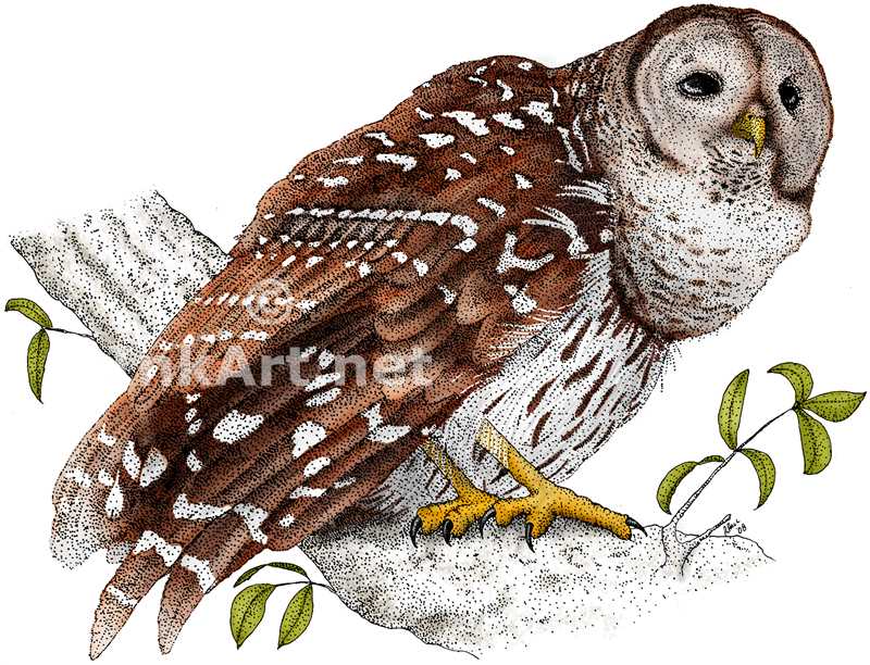 800x612 Barred Owl Stock Art Illustration - Owl Color Drawing