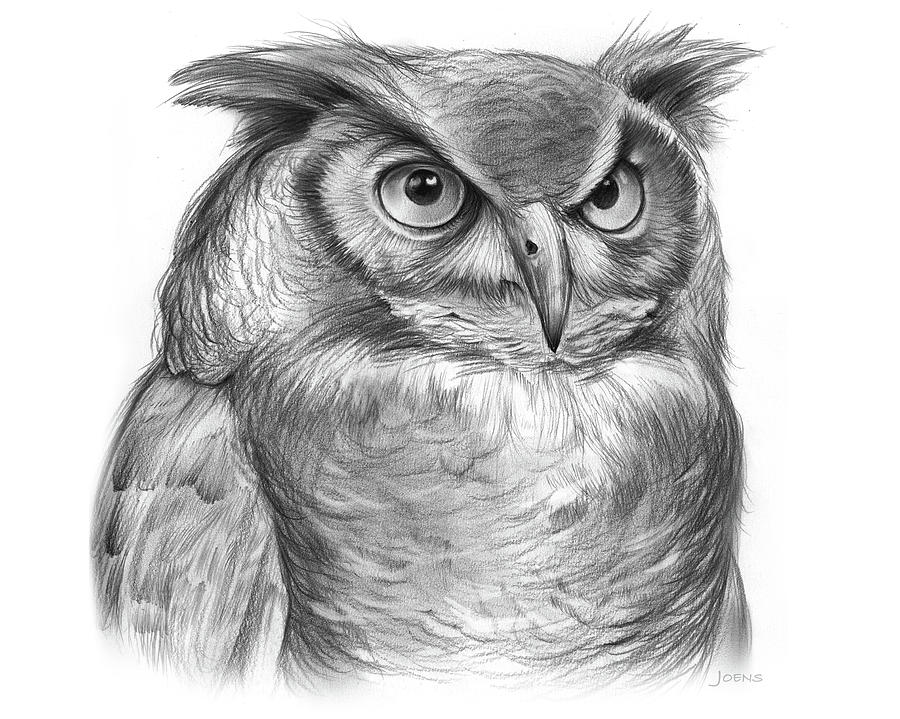 900x719 Great Horned Owl Drawing - Owl Drawing