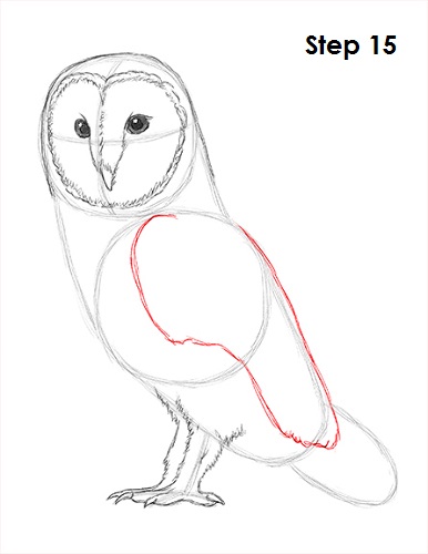 386x500 How To Draw A Barn Owl - Owl Drawing