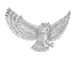250x193 How To Draw An Owl - Owl Drawing