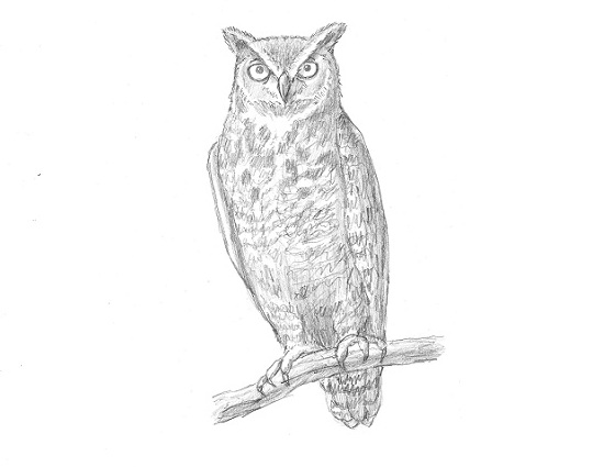 550x425 How To Draw An Owl - Owl Drawing