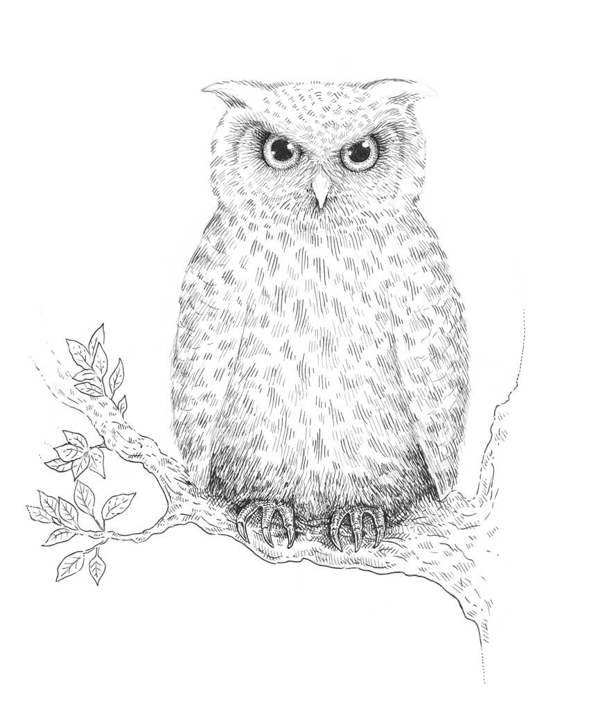 850x1049 How To Draw An Owl - Owl Drawing