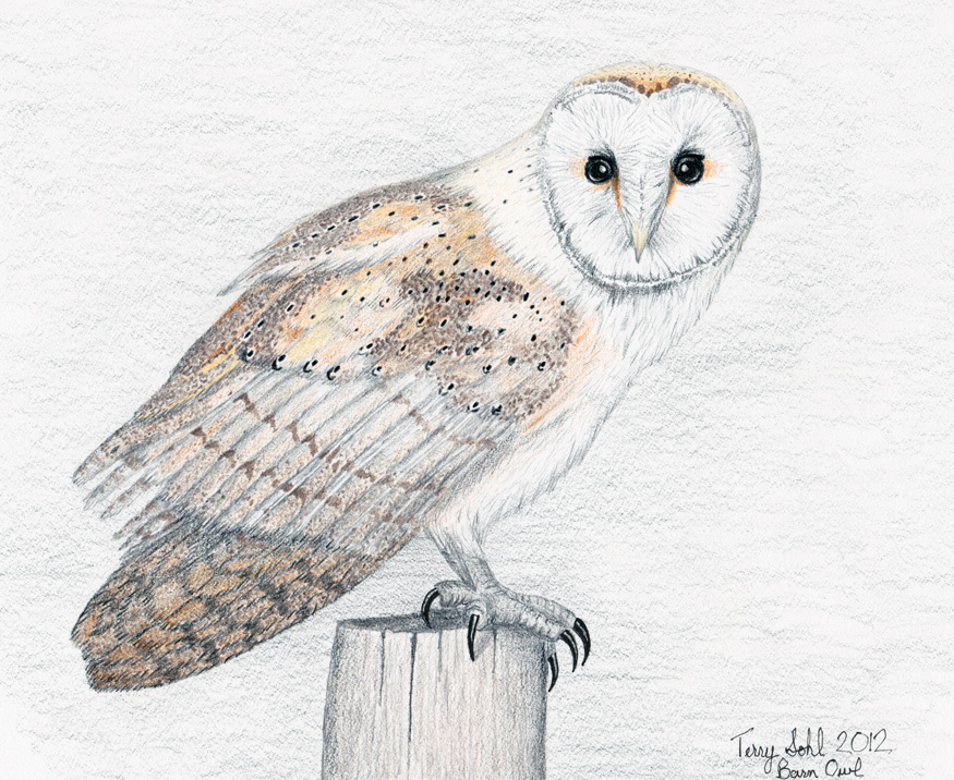 875x716 Barn Owl - Owl Drawing