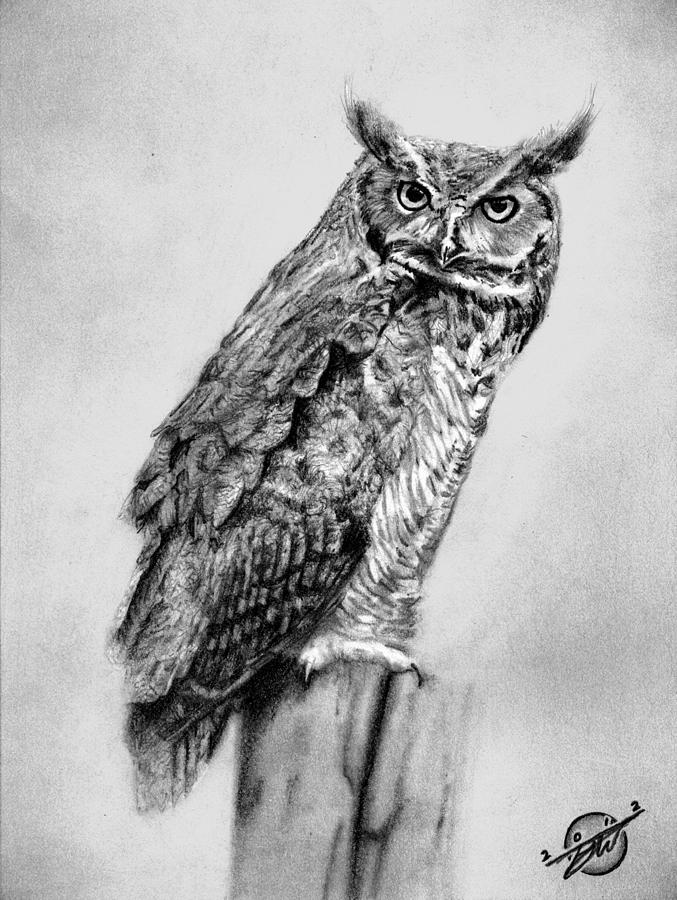 677x900 Bill's Great Horned Owl Drawing - Owl Drawing