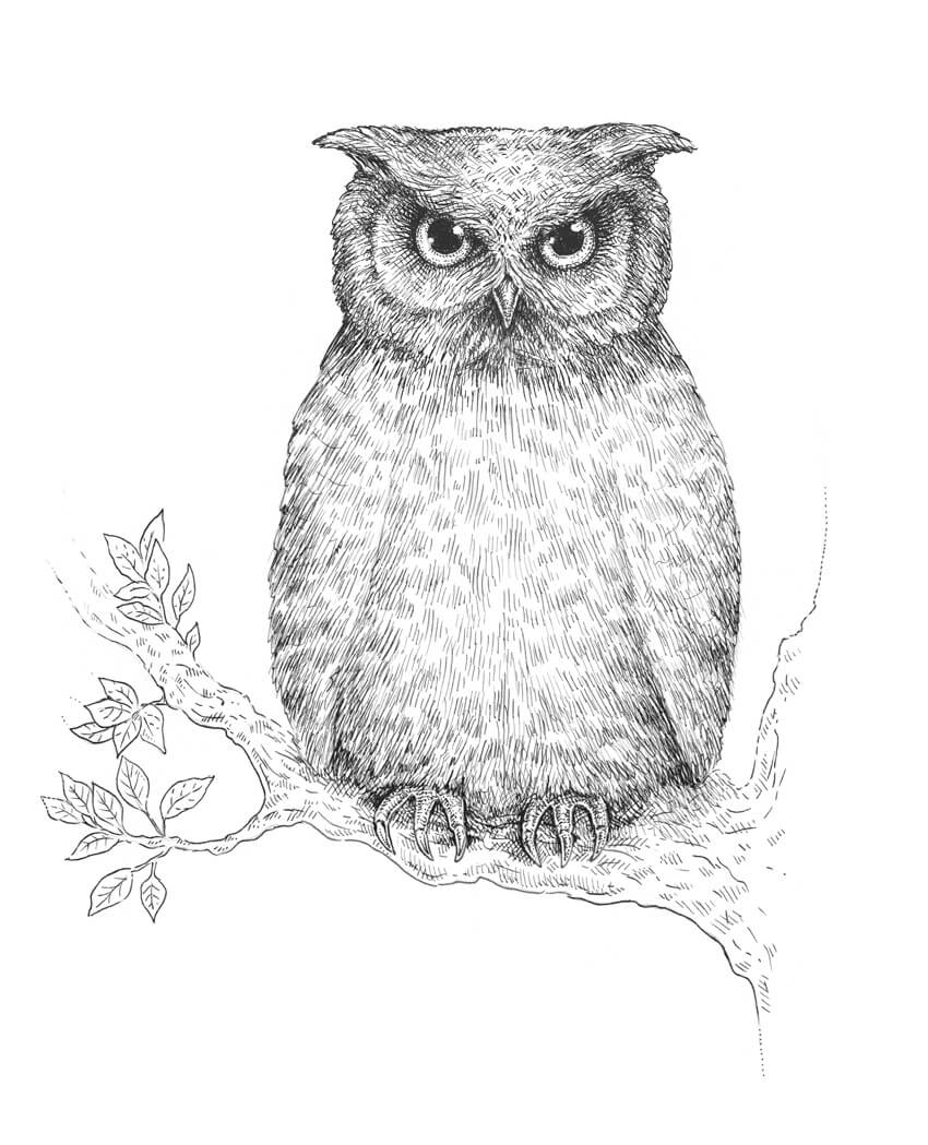 850x1049 How To Draw An Owl - Owl Drawing Art