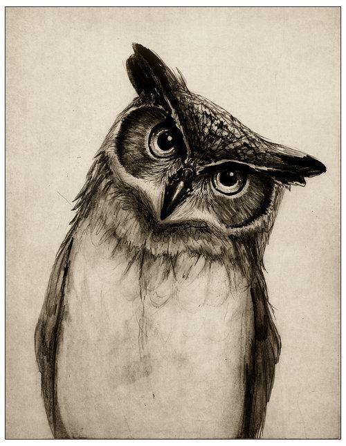 500x645 Image In Art Collection - Owl Drawing Art