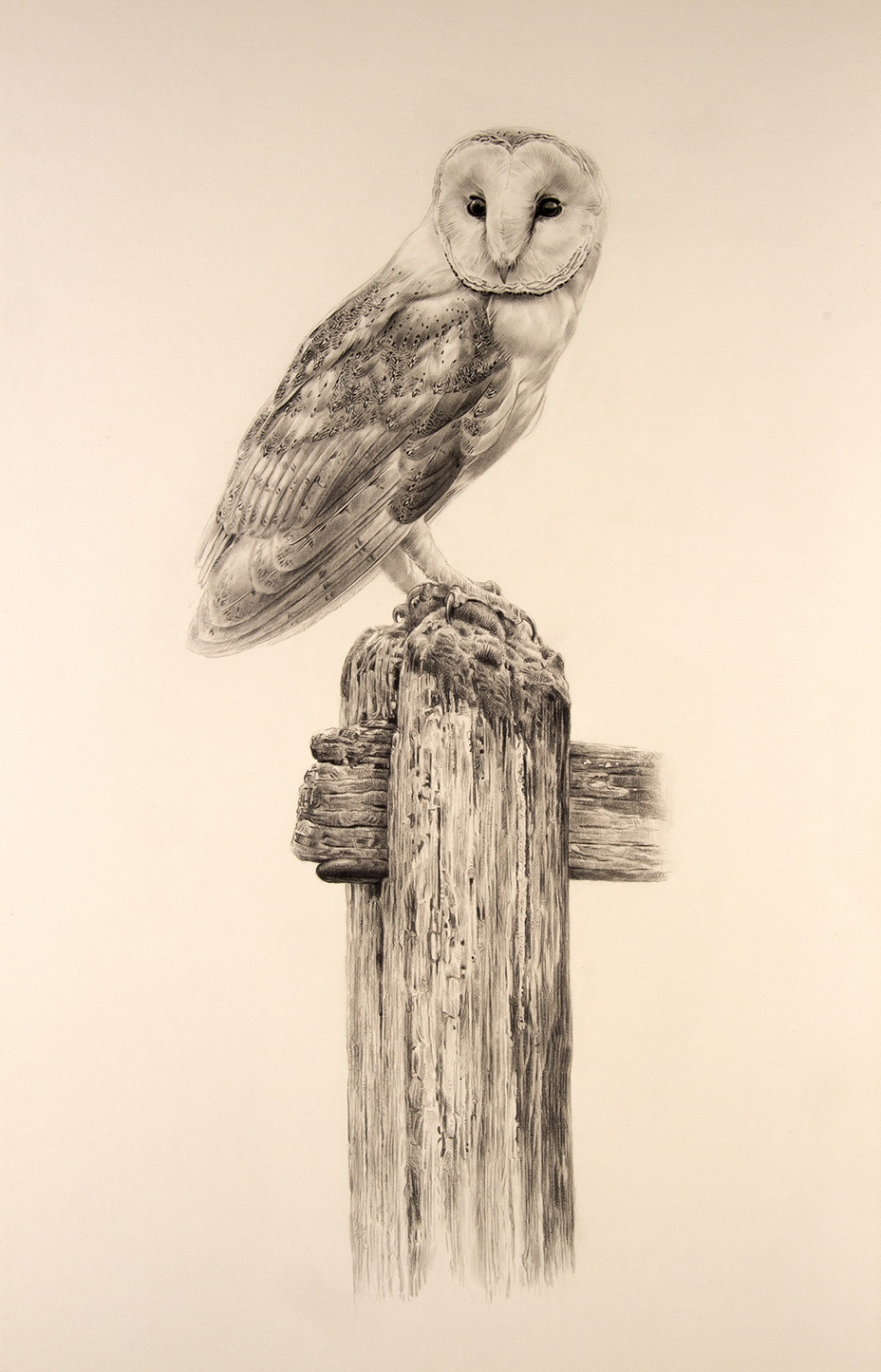 928x1445 Jonathan Pointer - Owl Drawing Art