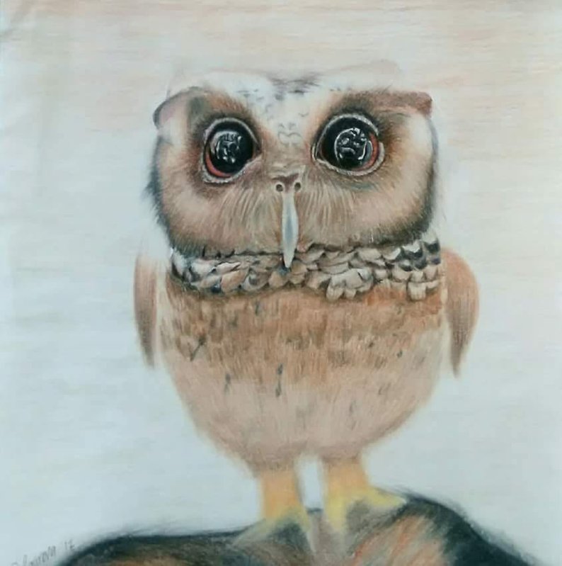794x799 original drawingart colored pencils owl etsy - Owl Drawing Art