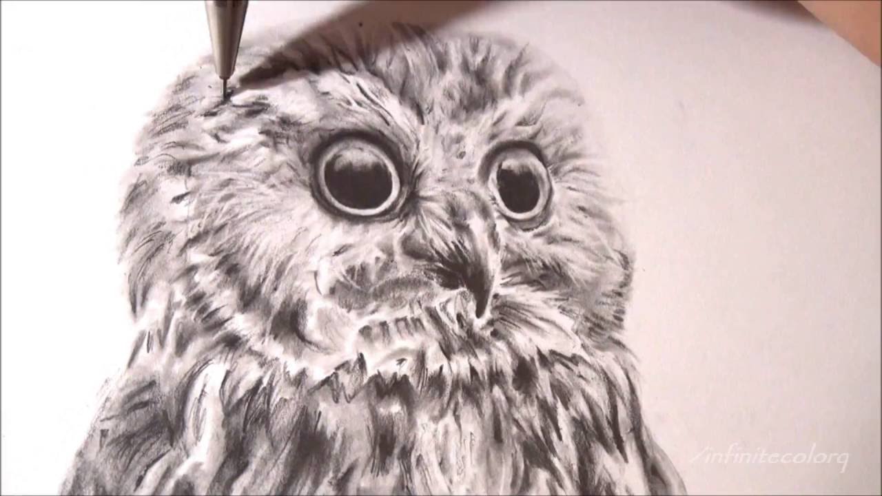 1280x720 Realistic Owl - Owl Drawing Art