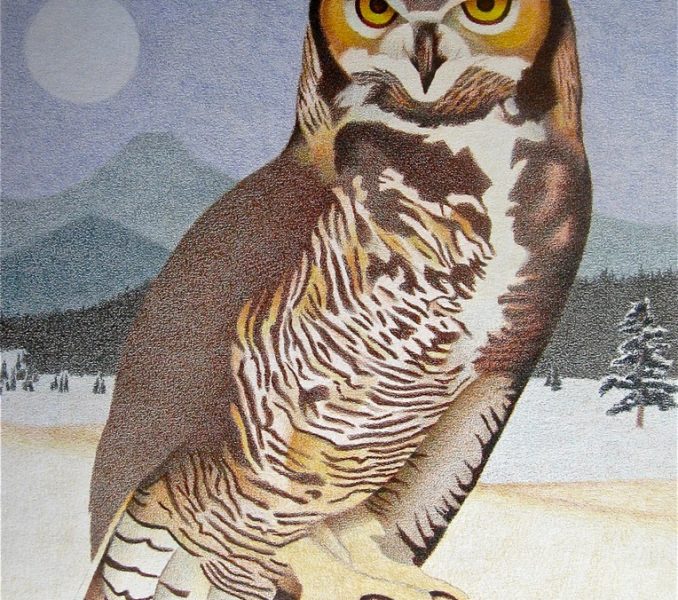 678x600 Impression Evergreen Great Horned Owl Colored Pencil Drawing - Owl Drawing Color
