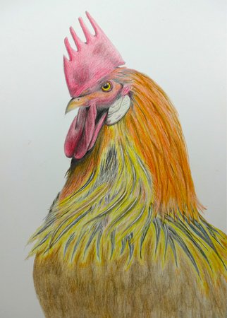 322x450 Mr Owl, Color Pencil Owl Drawing - Owl Drawing Color