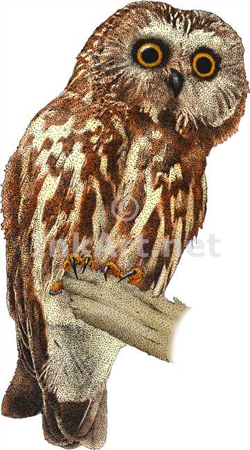 361x650 Northern Saw Whet Owl Stock Art Illustration - Owl Drawing Color