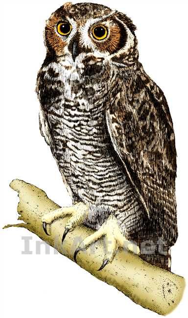 384x650 Owl Drawings Art Full Color Illustration Of A Great Horned Owl - Owl Drawing Color