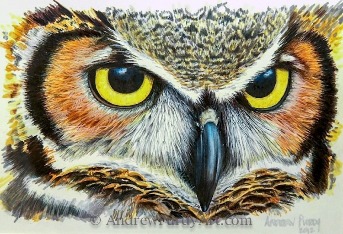 Owl Drawing Color at Explore collection of Owl