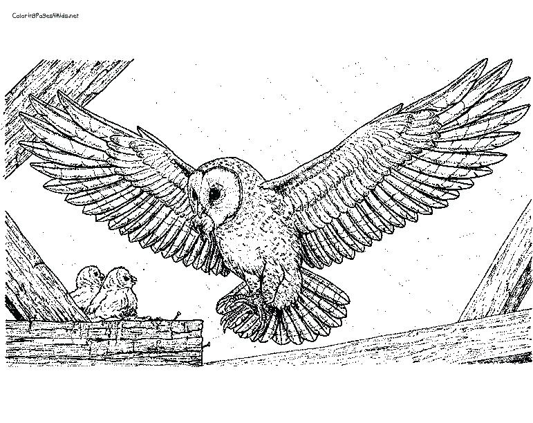 771x612 Printable Christmas Owl Coloring Pages Colouring Free Draw - Owl Drawing Color