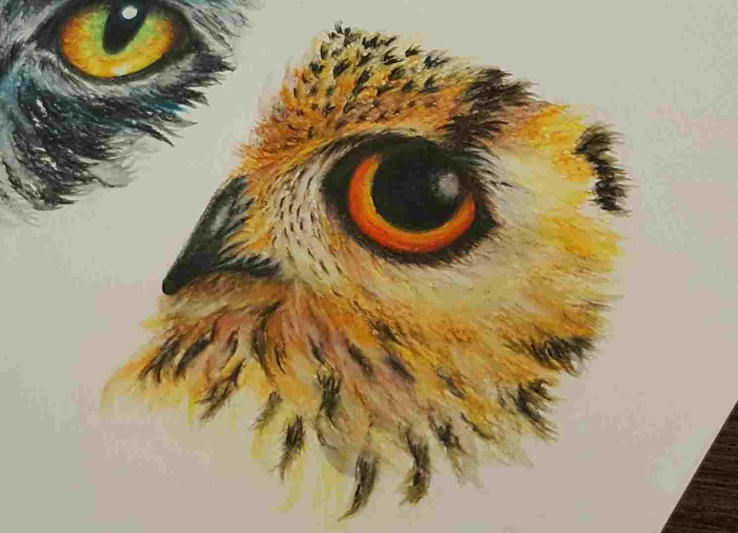 1492x1078 Drawing This Barred Halfway Owl Drawing Color There Having Such - Owl Drawing Color