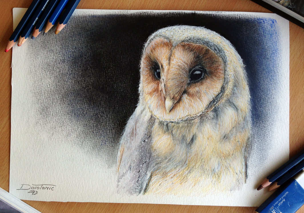 1065x749 Colour Pencil Drawing Owl Colored Pencil Drawing Books Save Owls - Owl Drawing Color