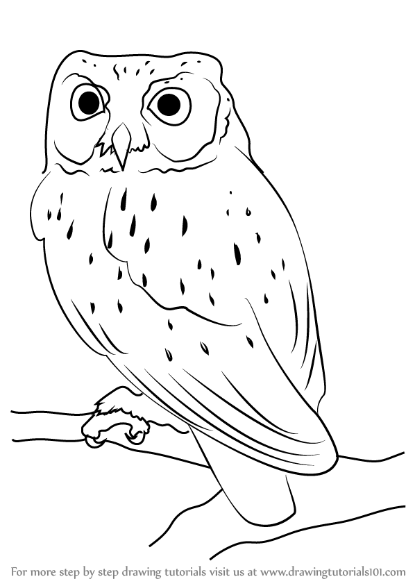598x844 Learn How To Draw A Western Screech Owl - Owl Drawing Easy