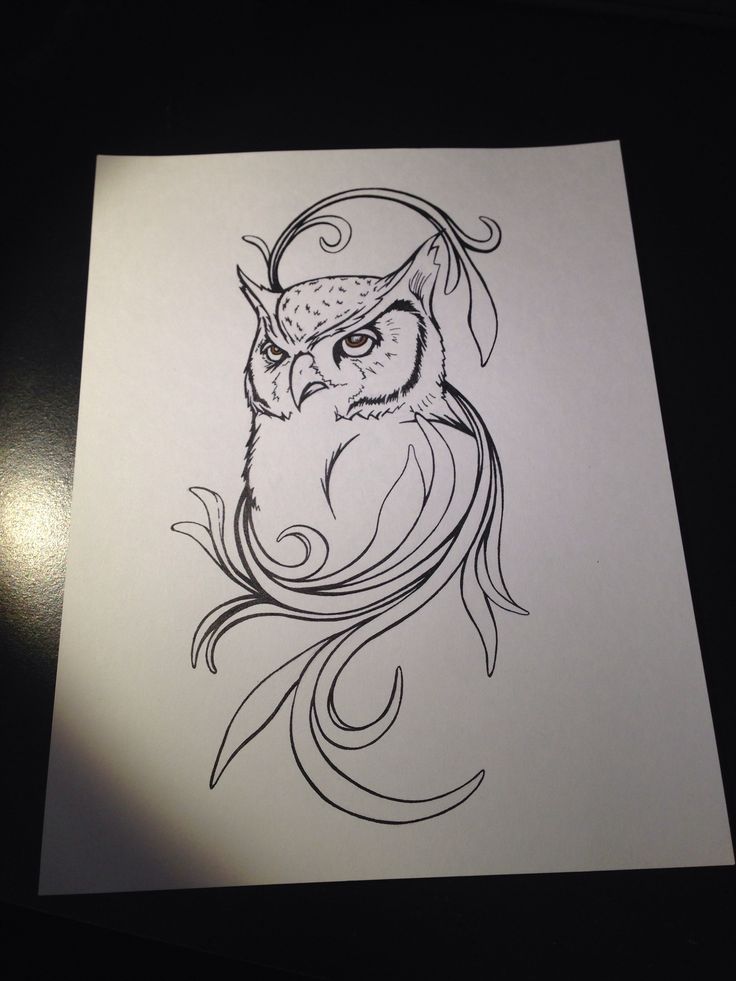 736x981 Huge Collection Of 'cool Owl Drawing' Download More Than - Owl Drawing Ideas