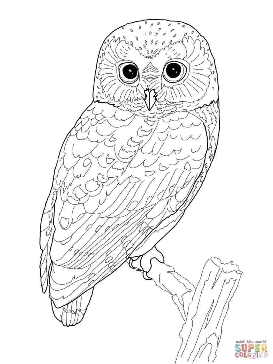 948x1264 Cute How Simple Easy Owl Drawing To Draw Cute Cartoon Owl - Owl Drawing Ideas