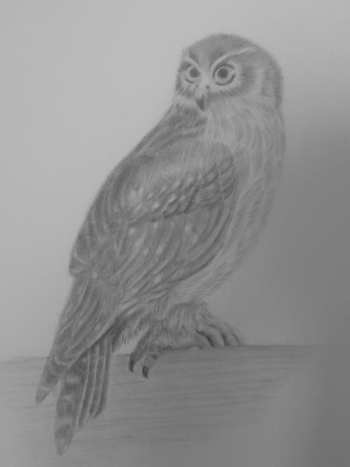 510x680 australian barking owl nature drawings pictures drawings ideas - Owl Drawing Ideas