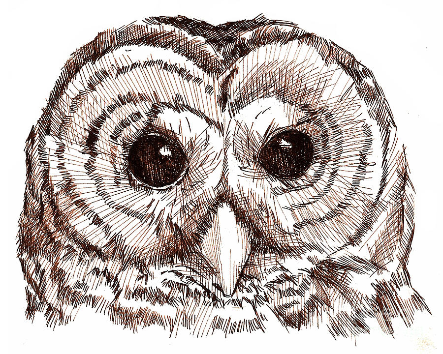 900x720 sepia pen and ink owl drawing drawing - Owl Drawing Images