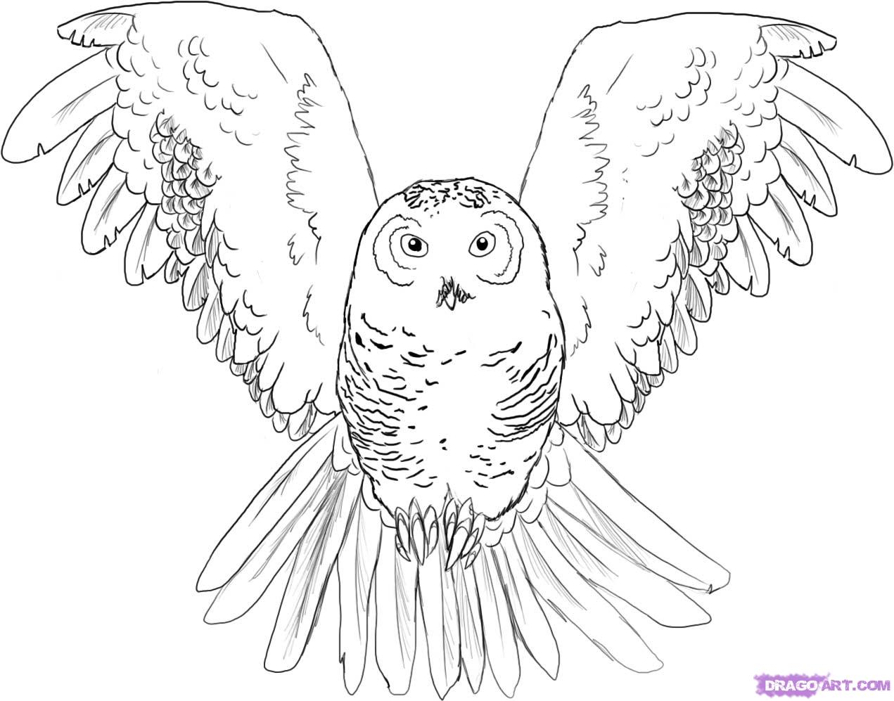 1271x997 How To Draw An Owl, Step - Owl Drawing Step By Step
