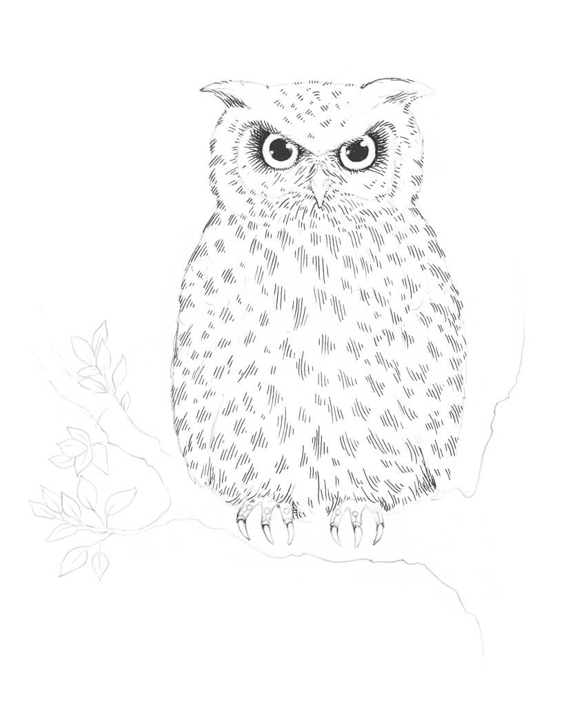 850x1049 How To Draw An Owl - Owl Drawing Step By Step