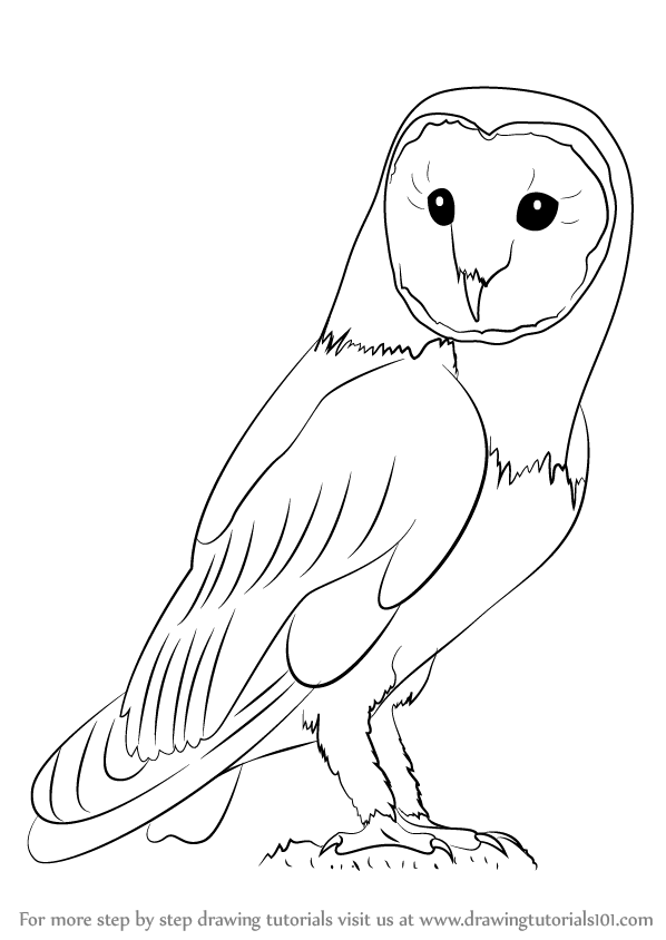 598x844 Learn How To Draw An Owl - Owl Drawing Step By Step
